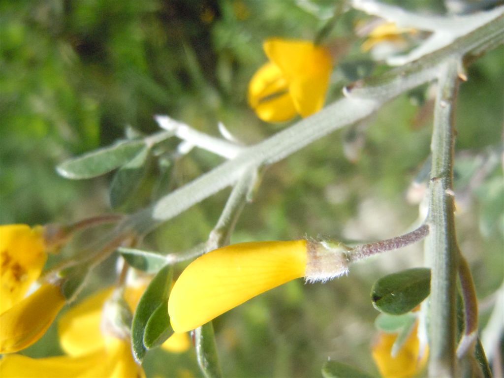 Calicotome villosa / Sparzio villoso